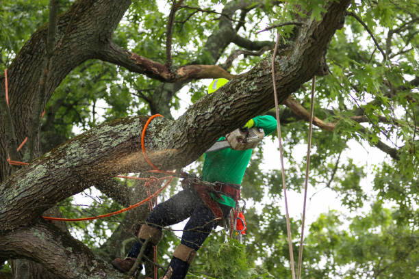 Best Lawn Irrigation Installation and Maintenance  in Frankston, TX