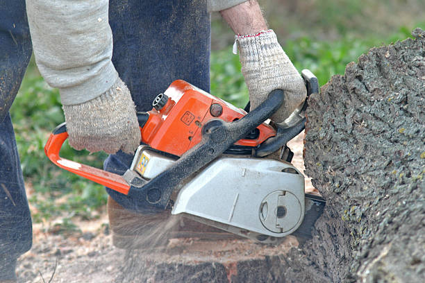Best Hazardous Tree Removal  in Frankston, TX