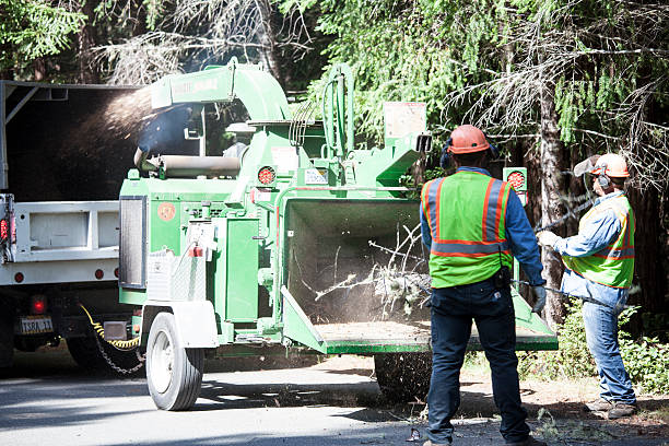 Reliable Frankston, TX Tree Care Solutions