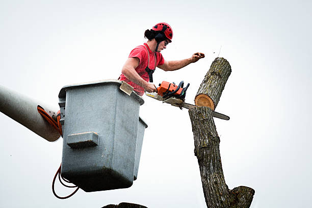 Best Palm Tree Trimming  in Frankston, TX