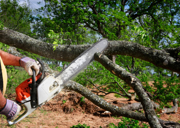 Best Commercial Tree Services  in Frankston, TX
